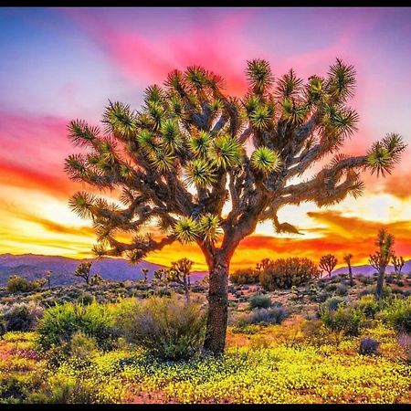 Desert Dusk Joshua Tree Exterior photo